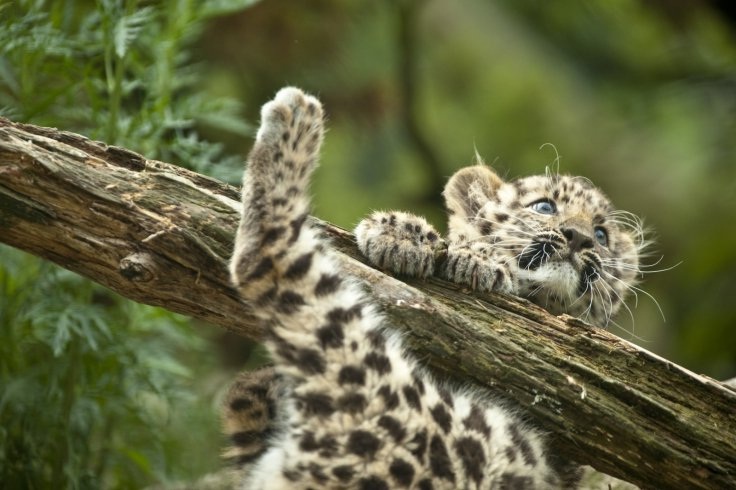 Five critically endangered animals dying out in the wild