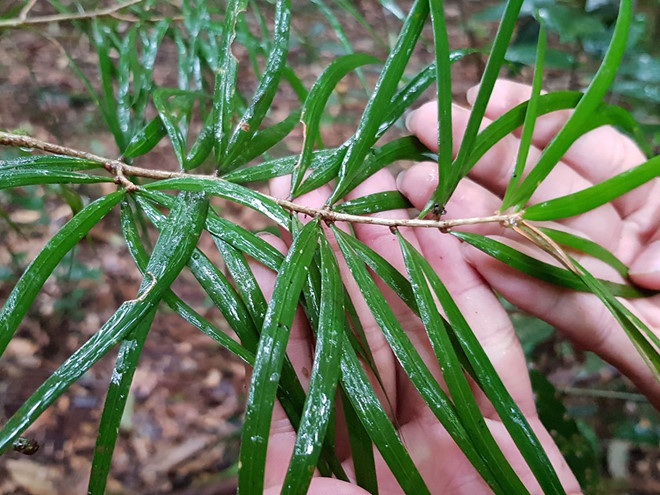 Cần bảo tồn loài thông hai lá dẹt trong rừng Bidoup