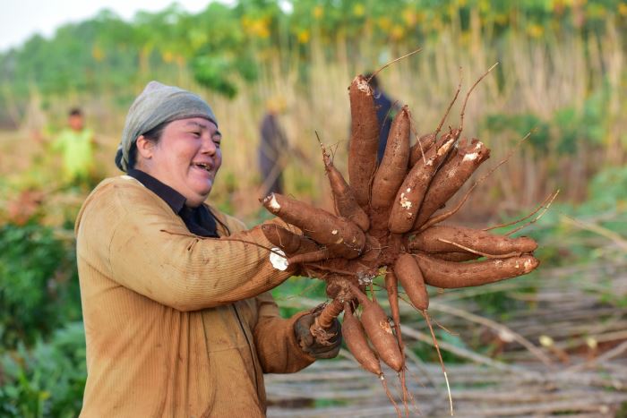 Sáng kiến hỗ trợ nông dân của Ajinomoto vinh dự nhận hỗ trợ từ Chính phủ Nhật Bản