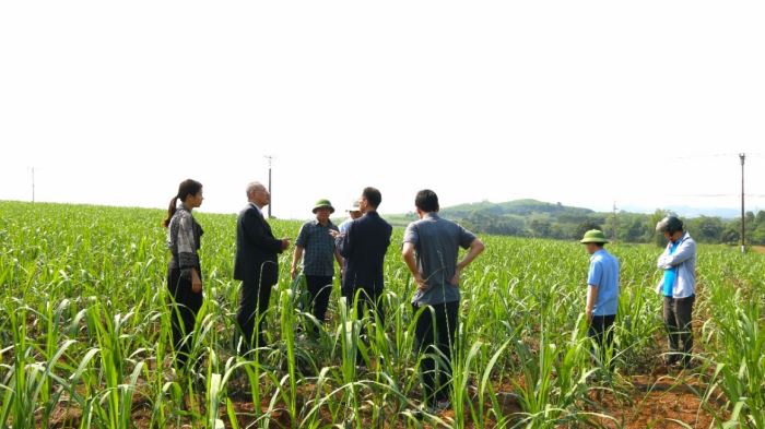 Canh tác mía phát thải thấp: Hướng đi mới cho nông nghiệp bền vững tại Công ty Cổ phần Mía đường Lam Sơn 