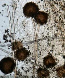 image003-1784866514.png