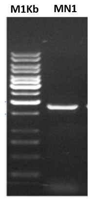 image004-1784866823.png
