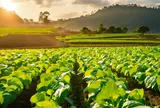 Khát vọng tăng trưởng 2 con số: Từ bài học quốc tế đến yêu cầu đổi mới tư duy phát triển của Việt Nam