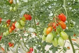 Nghị viện châu Âu thông qua quy định đối với các kỹ thuật di truyền mới: Bước tiến quan trọng cho đổi mới giống cây trồng và nông nghiệp bền vững