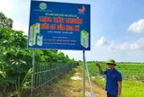 Cải tạo đất bằng than sinh học kết hợp với chế phẩm vi sinh - Giải pháp phát triển bền vững cho các hợp tác xã sản xuất rau an toàn vùng đồng bằng sông Hồng