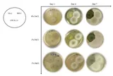 Microbial product from Trichoderma sp. and potential for soil desalination in Mekong Delta