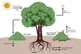 Tổng quan và đánh giá các phương pháp xác định khả năng hấp thụ và lưu trữ carbon của cây xanh đô thị