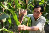 Diện tích cây trồng công nghệ sinh học toàn cầu tiếp tục tăng trưởng sau gần 3 thập kỷ thương mại hoá