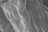 Intrinsic adsorption capability of un polyacrylonitrile-derived carbon nanofibers for organic dye removal: Process optimization and mechanism elucidation