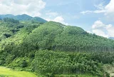 Pháp luật về chi trả dịch vụ môi trường rừng từ góc nhìn của doanh nghiệp