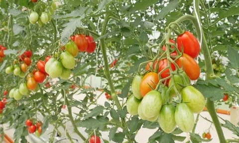 Nghị viện châu Âu thông qua quy định đối với các kỹ thuật di truyền mới: Bước tiến quan trọng cho đổi mới giống cây trồng và nông nghiệp bền vững