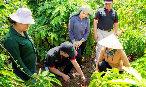 Nông nghiệp tái sinh đang thay đổi tích cực ngành cà phê Việt Nam