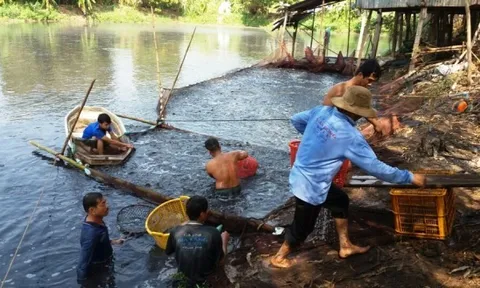 Đồng Tháp: Đẩy mạnh quan trắc, cảnh báo môi trường trong nuôi trồng thủy sản