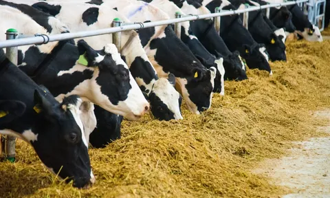 Điều kiện sinh vật biến đổi gen được sử dụng làm thực phẩm, thức ăn chăn nuôi