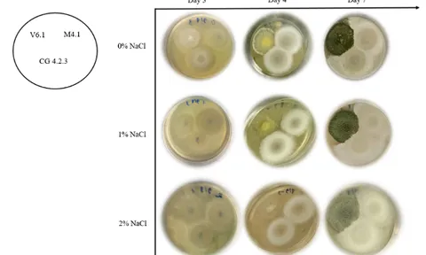 Microbial product from Trichoderma sp. and potential for soil desalination in Mekong Delta