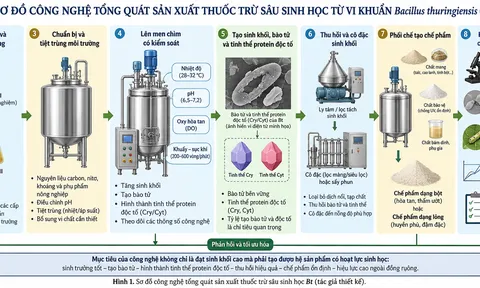 Công nghệ sản xuất thuốc trừ sâu sinh học từ vi khuẩn Bacillus thuringiensis (Bt): Cơ sở khoa học, quy trình và triển vọng ứng dụng