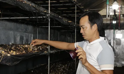 Nấm rơm Hòa Thọ Tây: Nâng giá trị phụ phẩm nông nghiệp bằng công nghệ