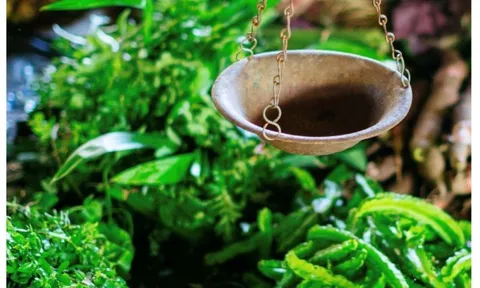 The State of Food Security and Nutrition in the World 2025