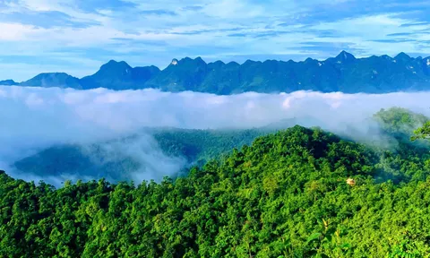 Phát triển thị trường tín chỉ các-bon rừng tại Nghệ An