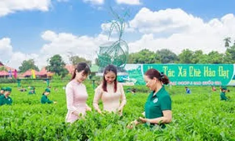 Bước đầu nghiên cứu hiện trạng nhận thức, khó khăn, nhu cầu cần hỗ trợ  của một số cán bộ quản lý hợp tác xã sản xuất nông nghiệp hữu cơ  một số tỉnh miền Bắc