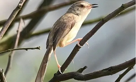 Ghi nhận mới về khu hệ chim và ý nghĩa bảo tồn hệ sinh thái trong bối cảnh biến đổi khí hậu tại tỉnh Quảng Bình (trước sáp nhập)