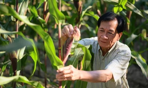 Diện tích cây trồng công nghệ sinh học toàn cầu tiếp tục tăng trưởng sau gần 3 thập kỷ thương mại hoá
