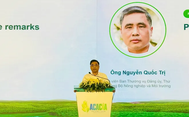 Nâng giá trị rừng keo từ nghiên cứu đến chuỗi sản phẩm