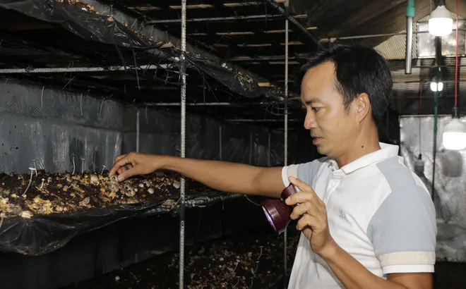 Nấm rơm Hòa Thọ Tây: Nâng giá trị phụ phẩm nông nghiệp bằng công nghệ